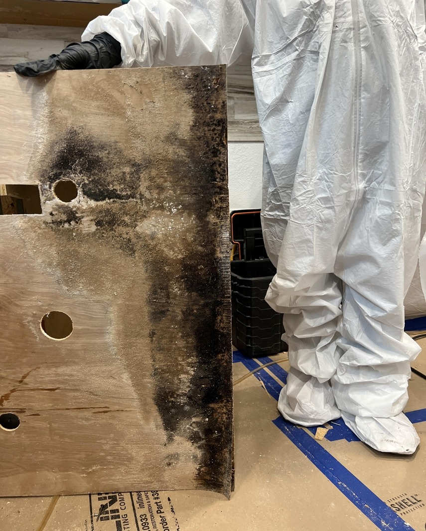 Mold Kitchen